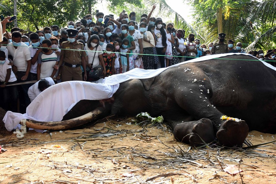 श्रीलंकाको सबैभन्दा ठूलो हात्तीको मृत्यु, भावपूर्ण बिदाइ