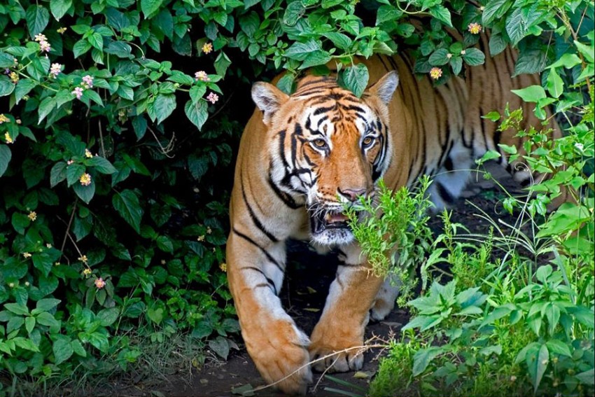 नवलपुरको दुम्किबास क्षेत्रमा बाघको त्रास