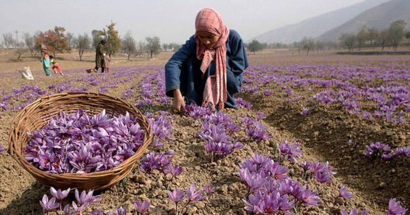 कश्मीरमा केसरको उत्पादन २५ वर्षयताकै उच्च