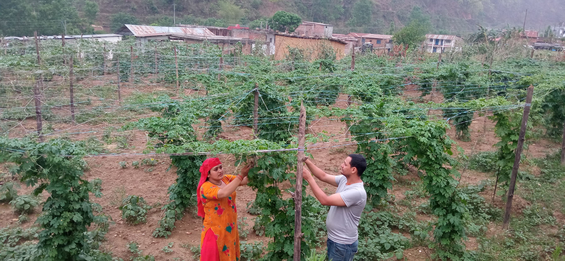 तरकारी खेतीबाट पाएको सफलता