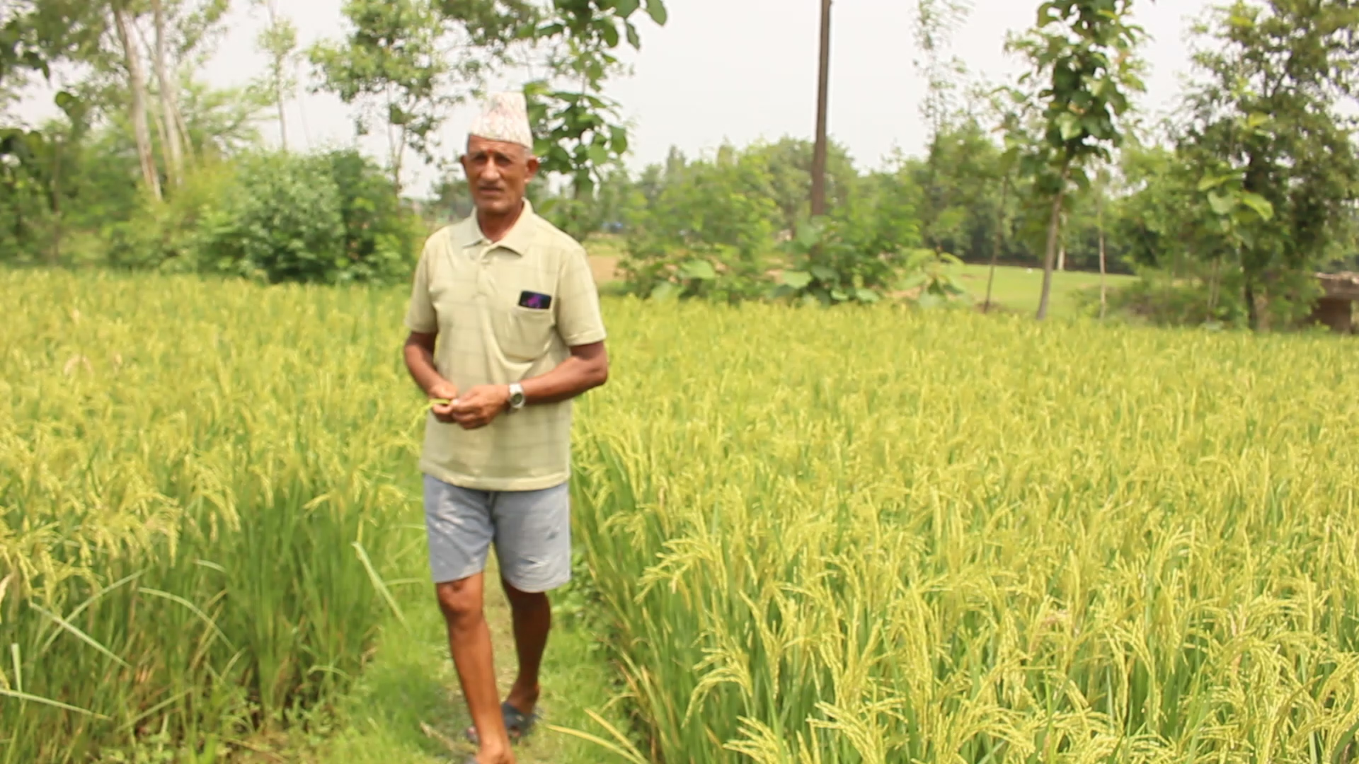 नवलपुरमा चैतेधानको उत्पादन बढ्यो