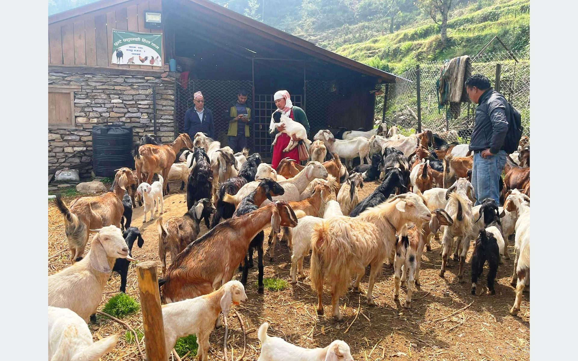 बाँझो जग्गा सदुपयोग गरी बाख्रापालन