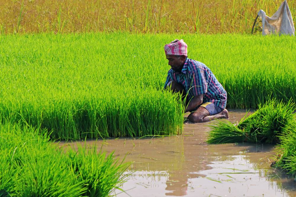 कृषि उत्पादन कार्यक्रमको लागि १० अर्ब विनियोजन