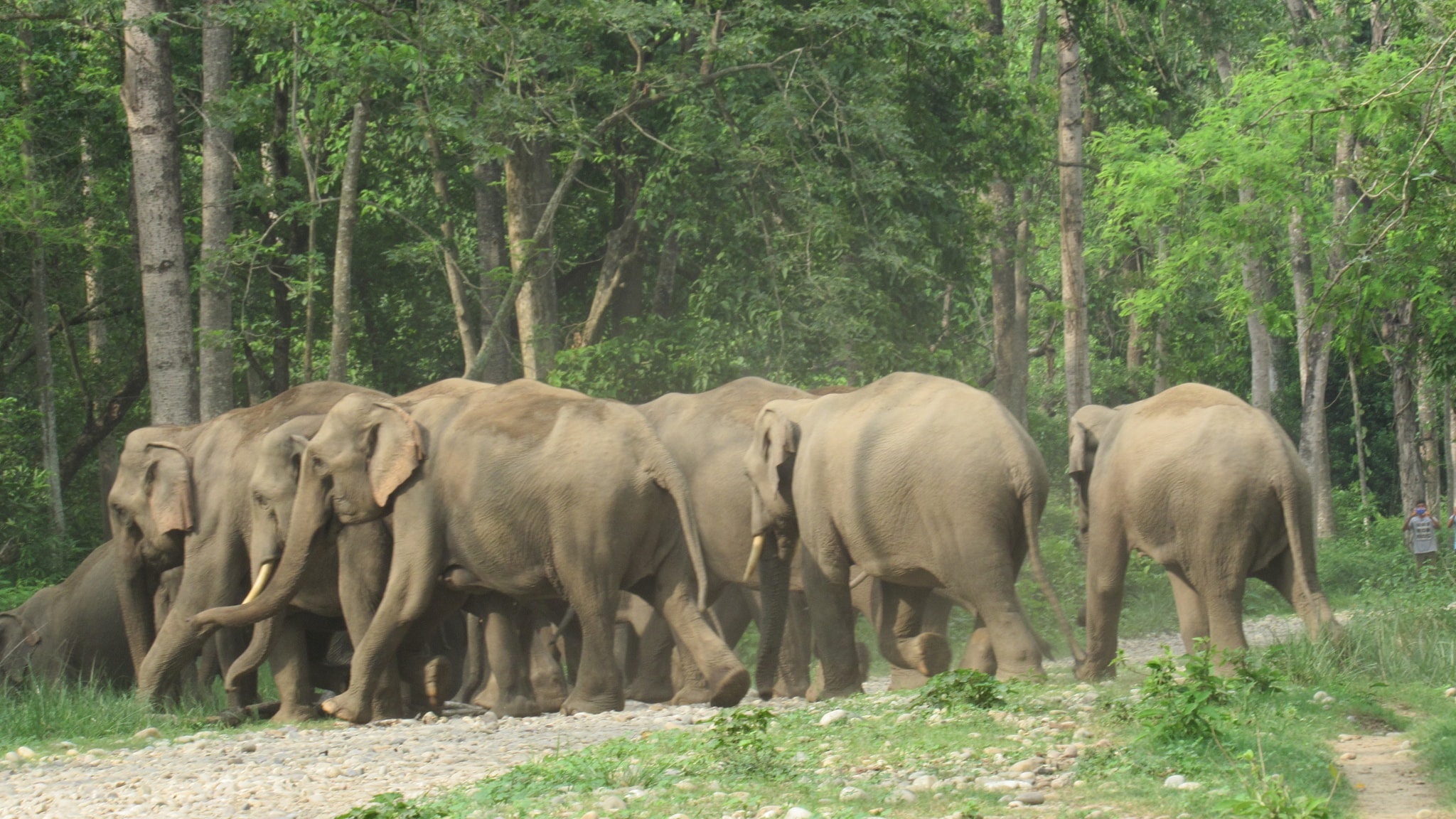 बाहुनडाँगीको तेलपानी वनमा १५ वटा जङ्गली हात्ती, स्थानीयवासीमा त्रास