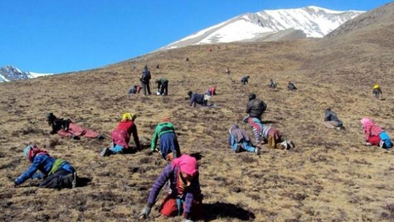 डोल्पामा जेठ ११ गतेदेखि यार्सा सङ्कलन खुला गरिने