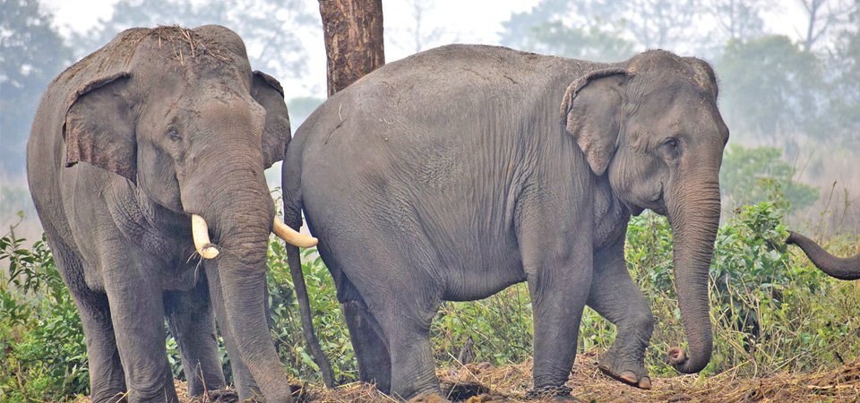 झापामा सात वर्षपछि बल्झियो 'भारतीय हात्ती’को उपद्रो