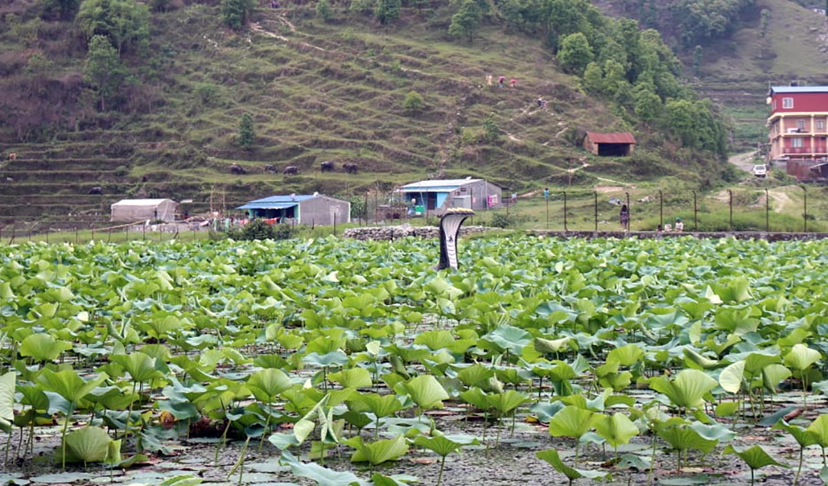 विश्वकर्मा समुदायले जोगाइदिएको पोखराको कमलपोखरी