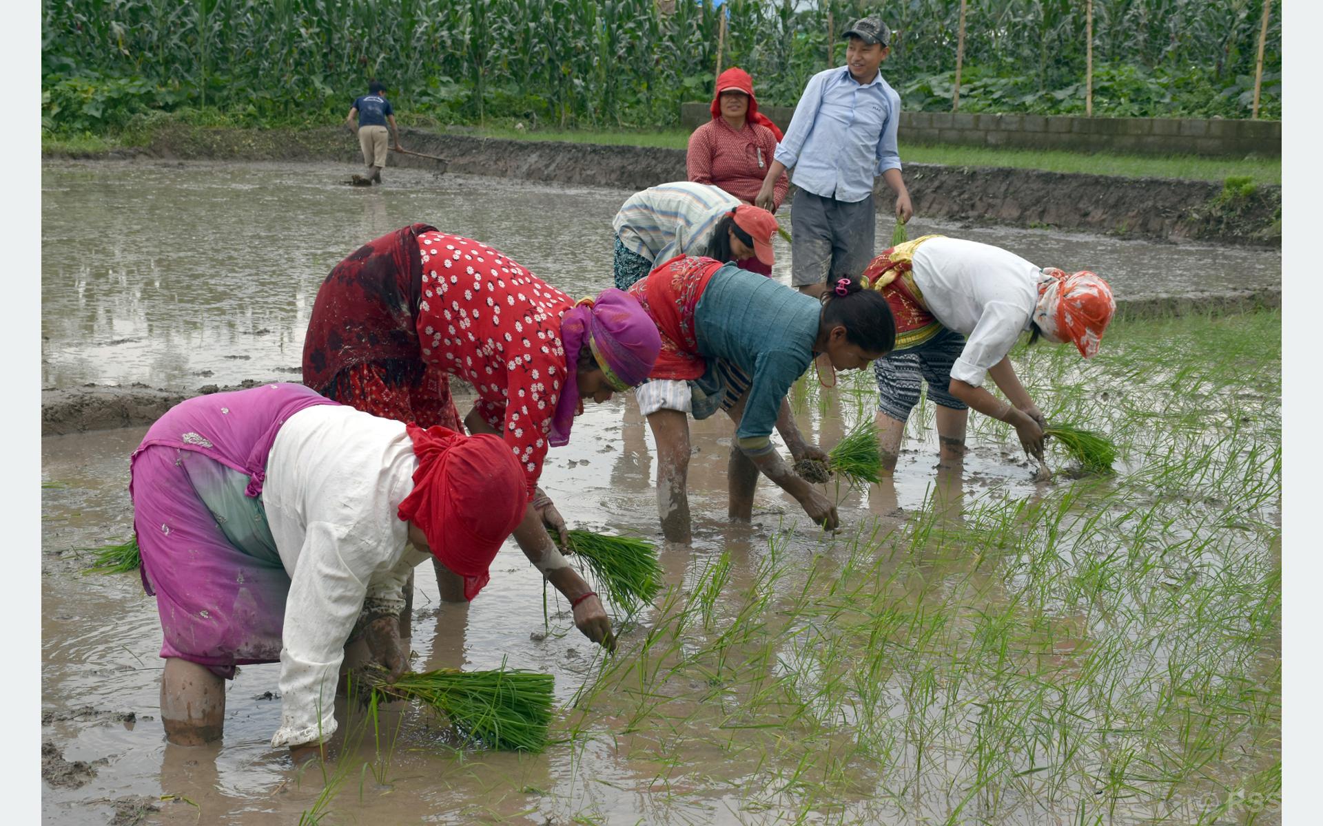 लमजुङमा पर्याप्त वर्षाले छिटो रोपाइँ