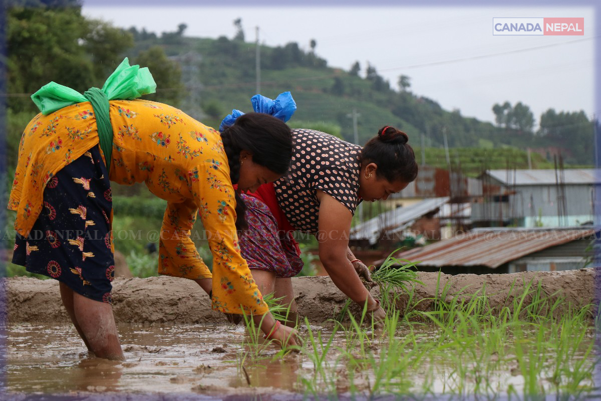 ताप्लेजुङमा ४५ प्रतिशत रोपाइँ