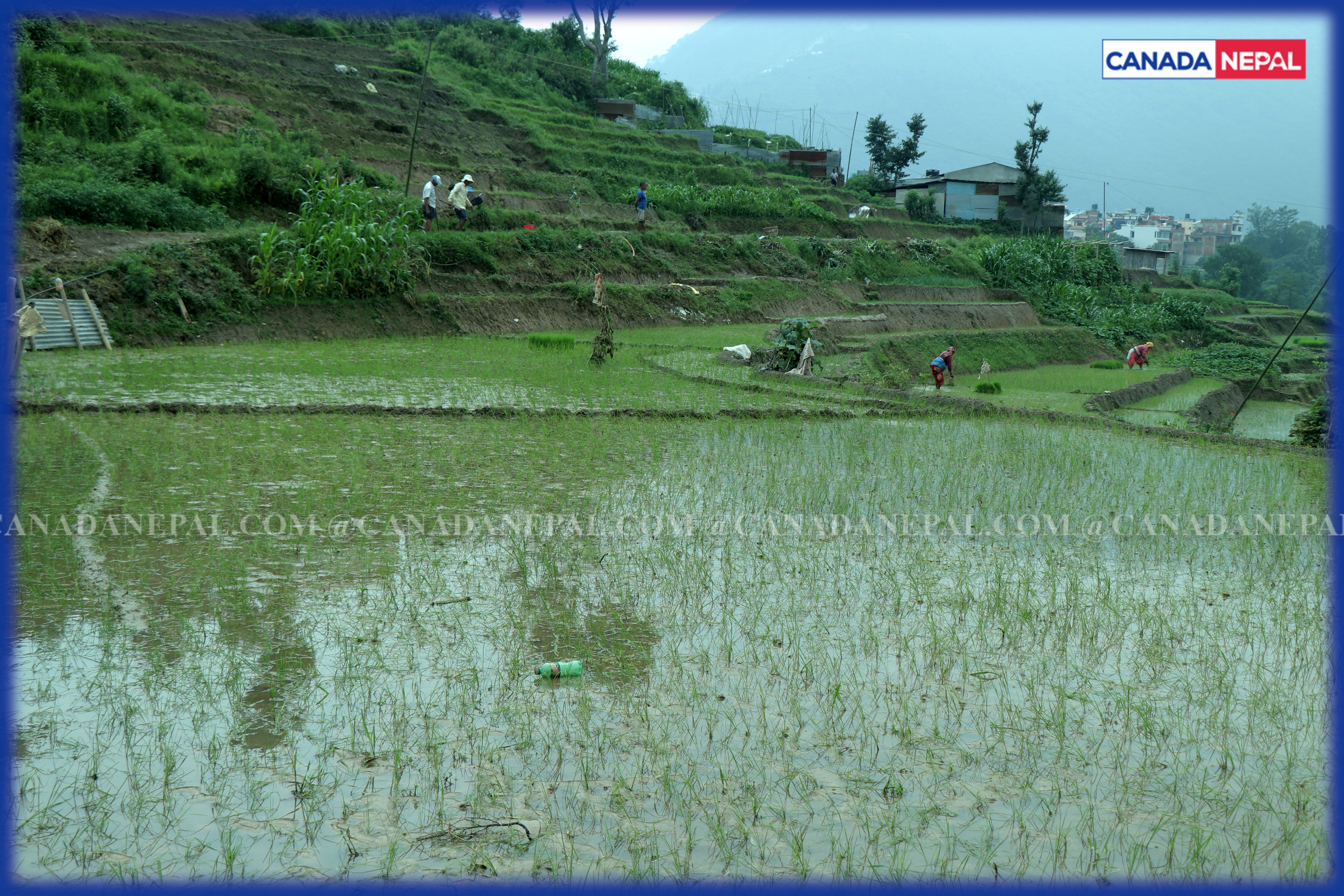 पाल्पामा ८७ प्रतिशत रोपाइँ