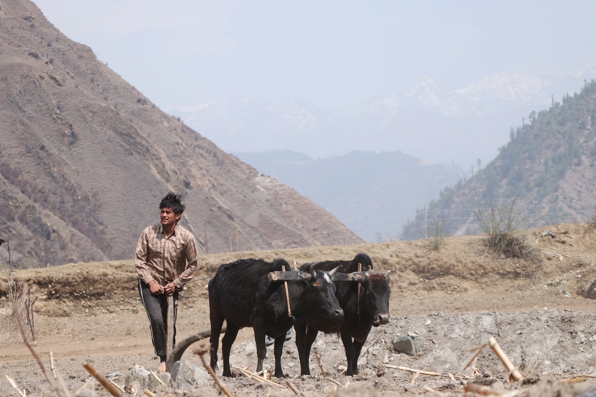 जुम्लामा हलो जोत्दै प्रदीप खड्का