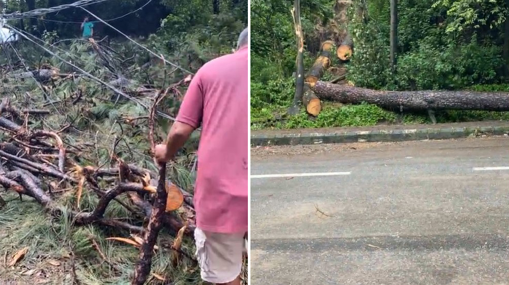 सल्लाघारीका २१ रूख काटिए, समितिको खर्चमा घाइतेको उपचार जारी