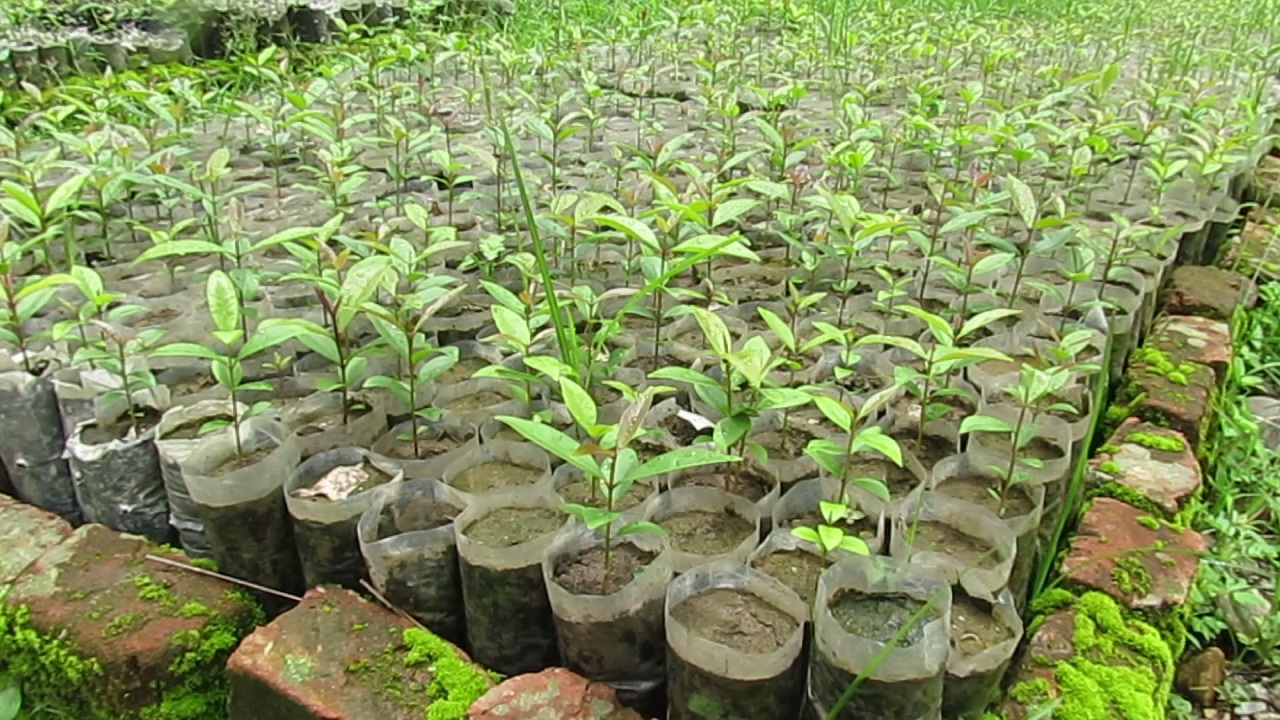 साझेदारी वनद्वारा साढे तीन लाख बढी बिरुवा उत्पादन