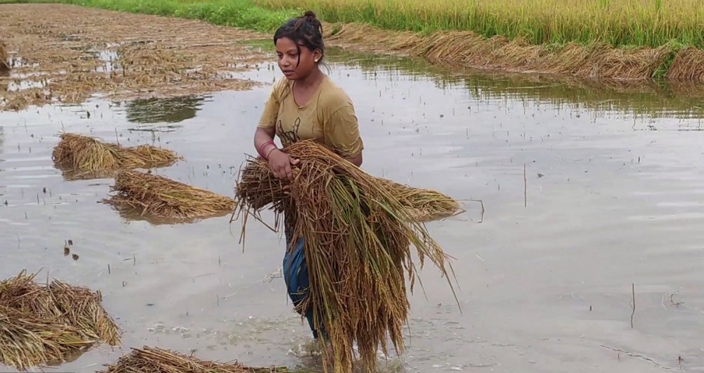 सूचकाङ्कका आधारमा किसानलाई बाढी बीमा