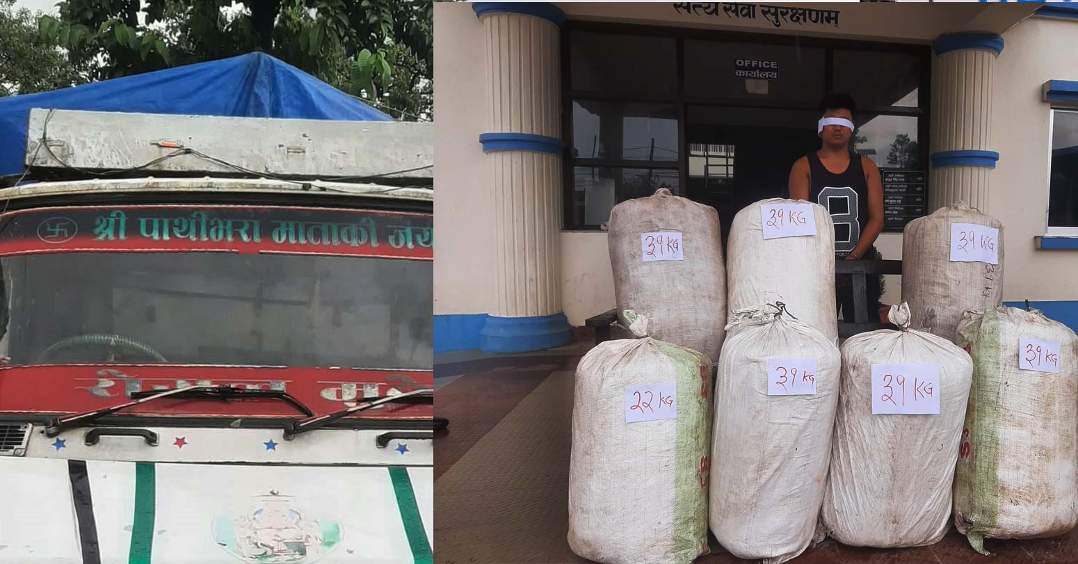 अदुवाभित्र लुकाएर ल्याएको २०८ किलो गाँजासहित चालक र मिनीट्रक पक्राउ