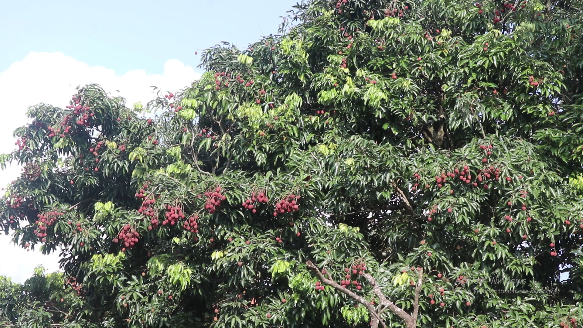 गुल्मीमा लिची उत्पादन घटेपछि कृषक चिन्तित