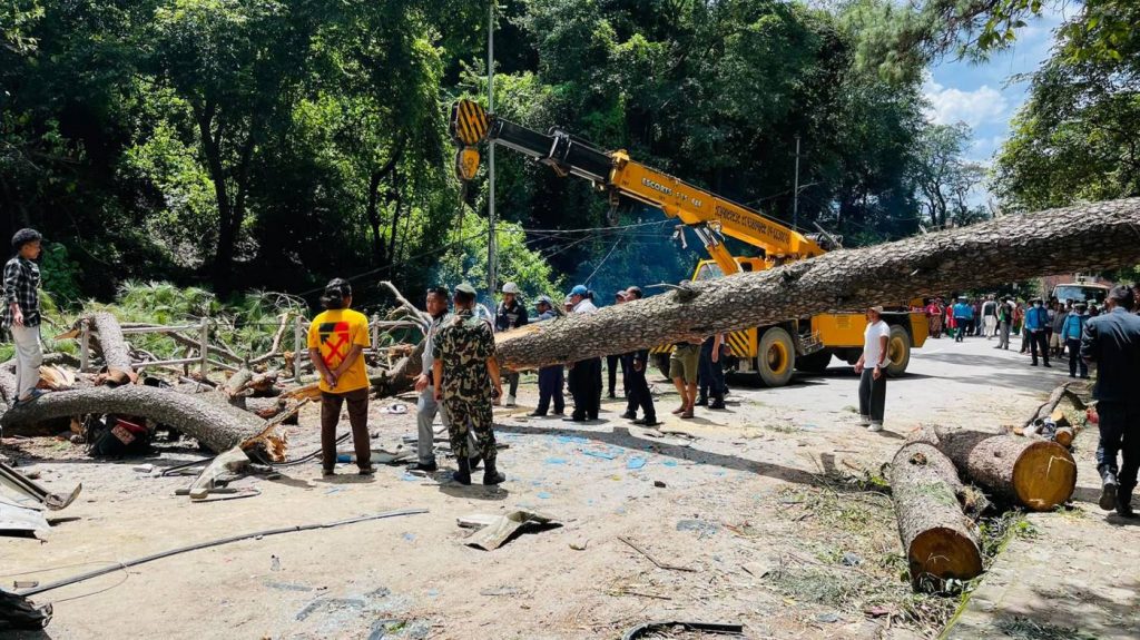 सल्लाघारीका २१ रूख काटिए