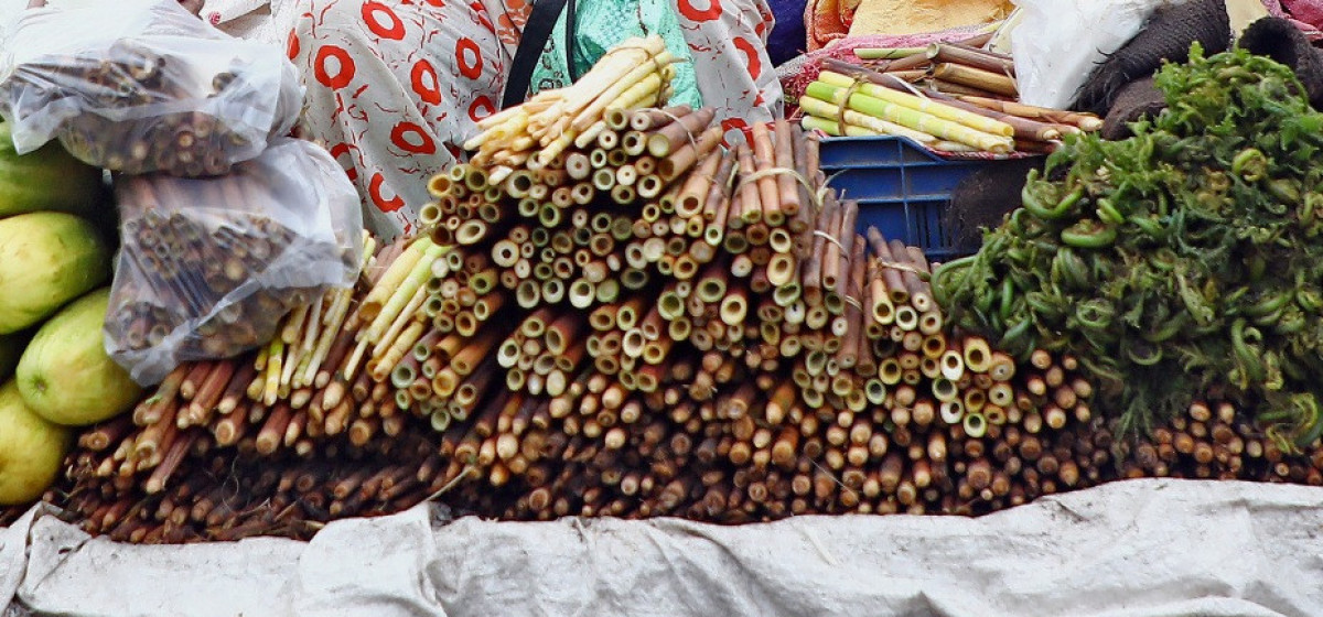 आन्तरिक पर्यटकलाई पोखराको कोशेली टुसा