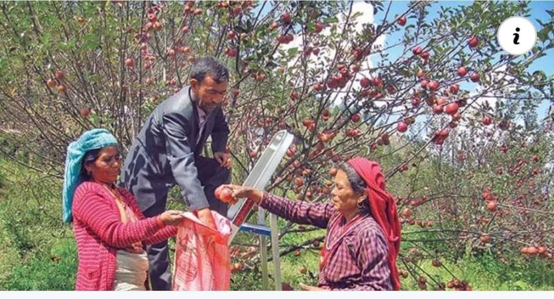 जुम्लामा १८ हजार मेट्रिक टन स्याउबाट ५० करोड भित्रिने अनुमान