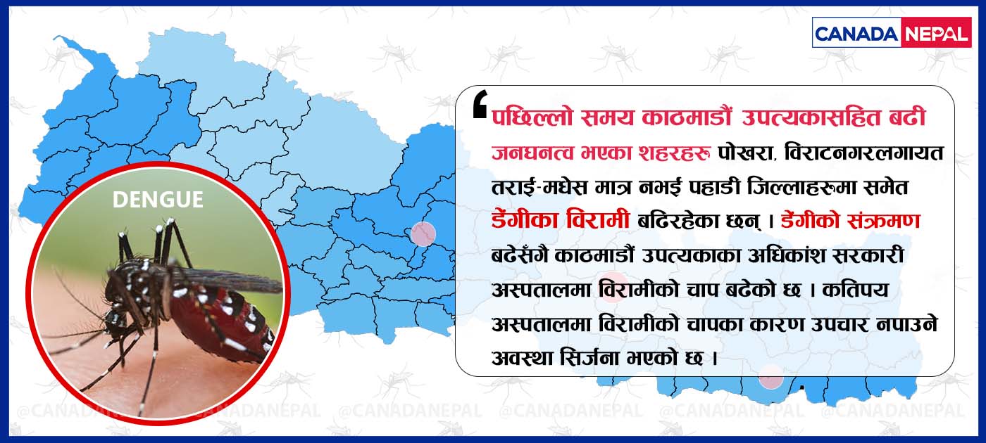 उपत्यकासहित देशैभर डेंगीका बिरामी बढ्दै, काठमाडौंका अधिकांश अस्पतालमा विरामीको चाप