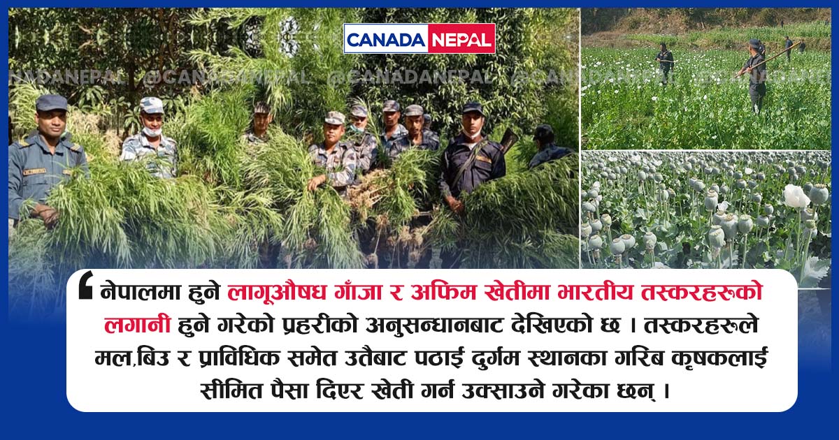 लागूऔषध उत्पादनको अखडा बन्दै नेपाल: लगानी तस्करको, खेती कृषकको