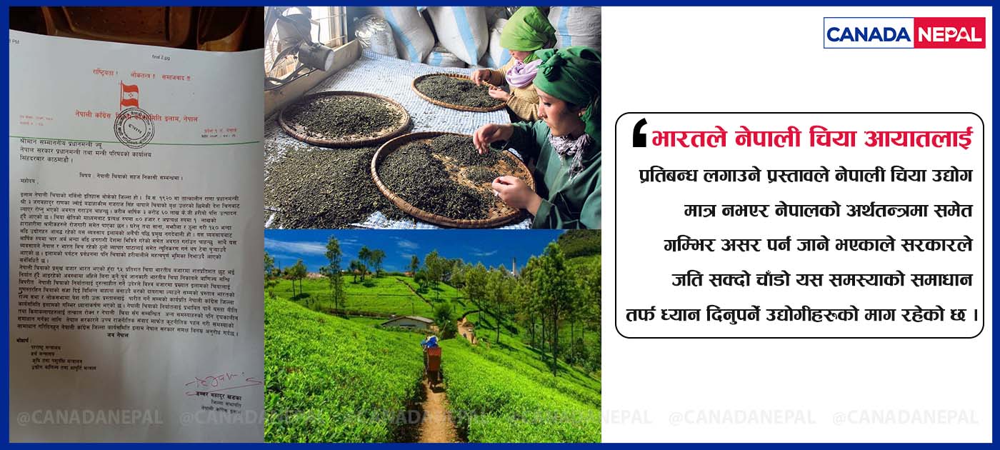 भारतको कारण नेपाली चिया उद्योग धराशायी हुँदै