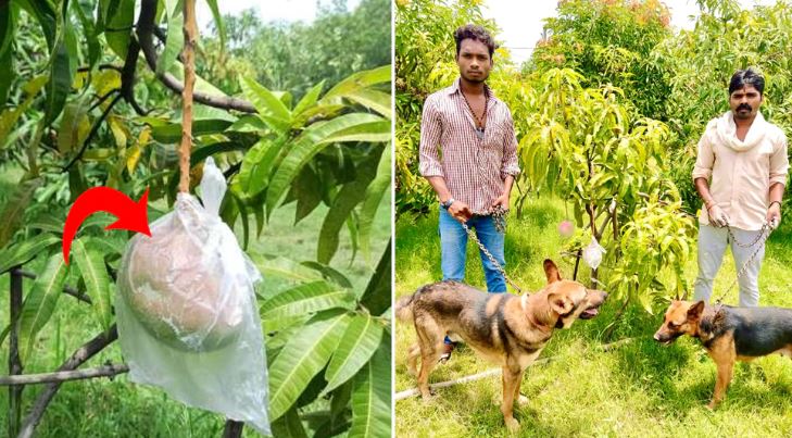 २ बोट आँपको सुरक्षामा ३ सुरक्षाकर्मी र ६ वटा कुकुर तैनाथ, किलोकै यति महंगो