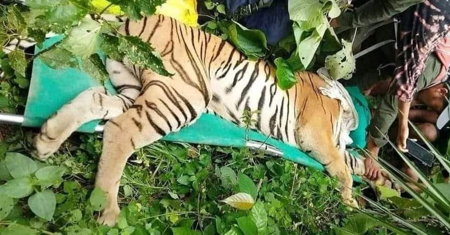 आतंक मच्चाइरहेको पाटेबाघ नियन्त्रणमा
