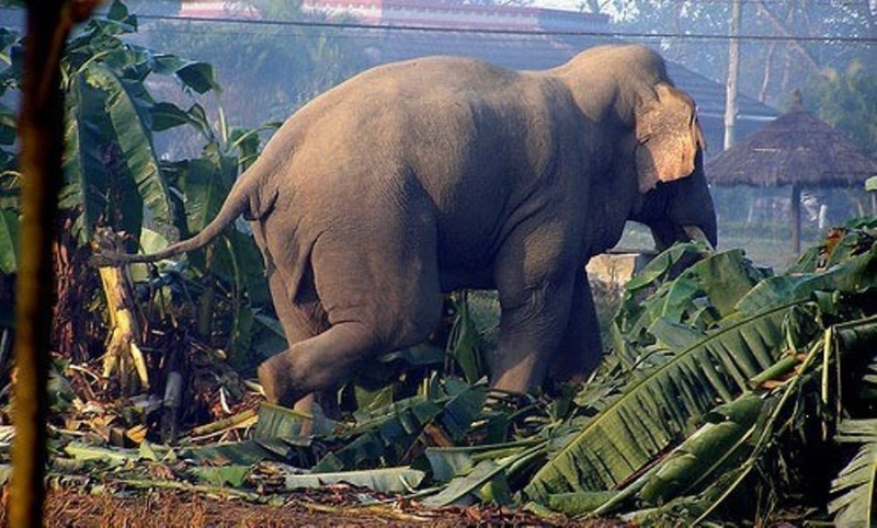 झापामा अझै पनि जङ्गली हात्तीको त्रास