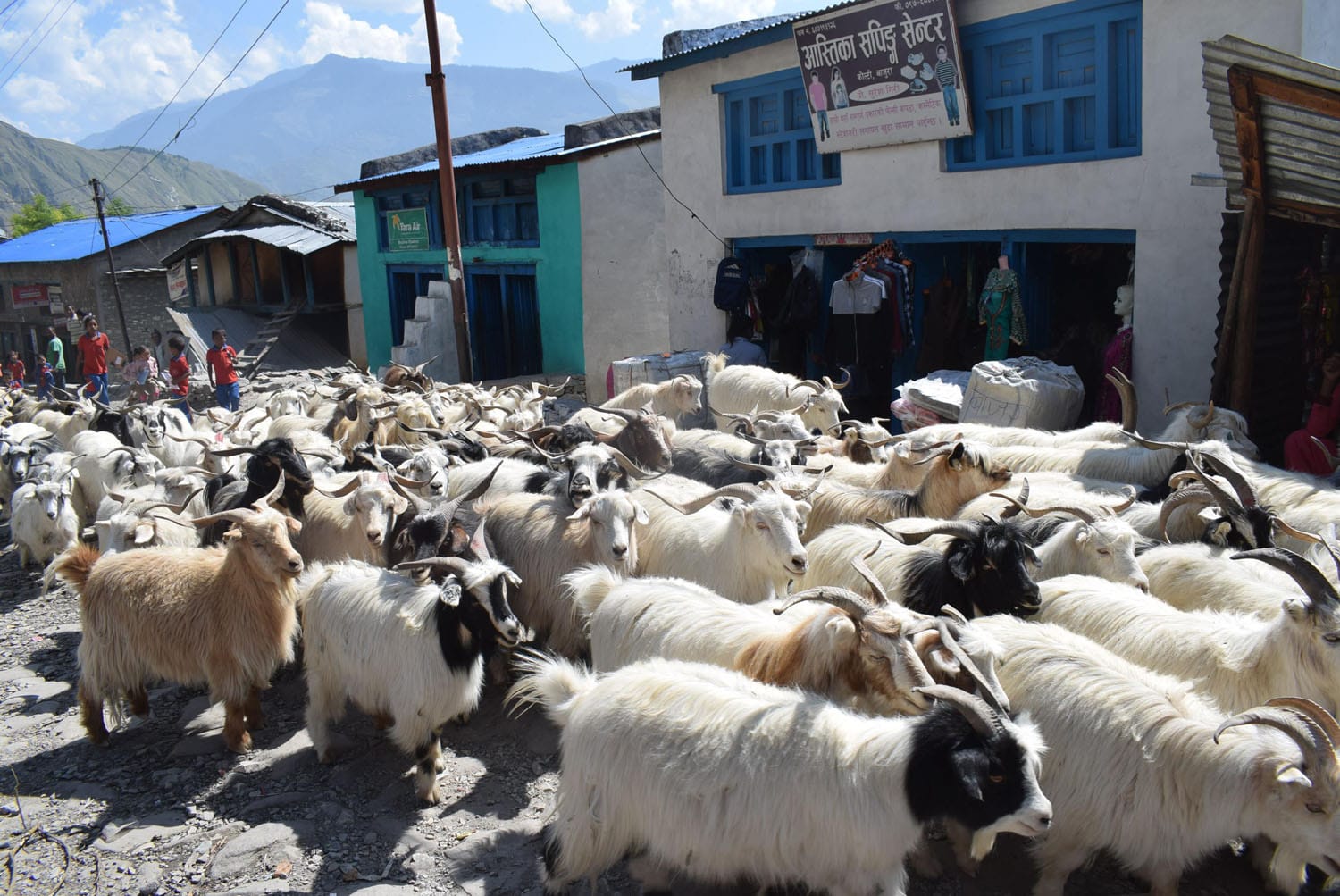 पोखराका भेँडाच्यांग्रा : रोज्जालाई ५० हजार, छोड्डाको ३० हजार