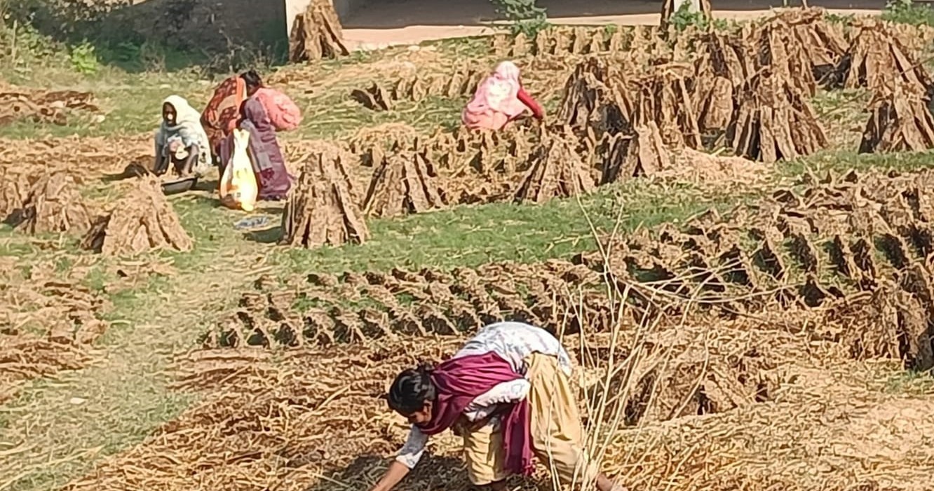 खाना पकाउन अझै गुइँठाकै भर