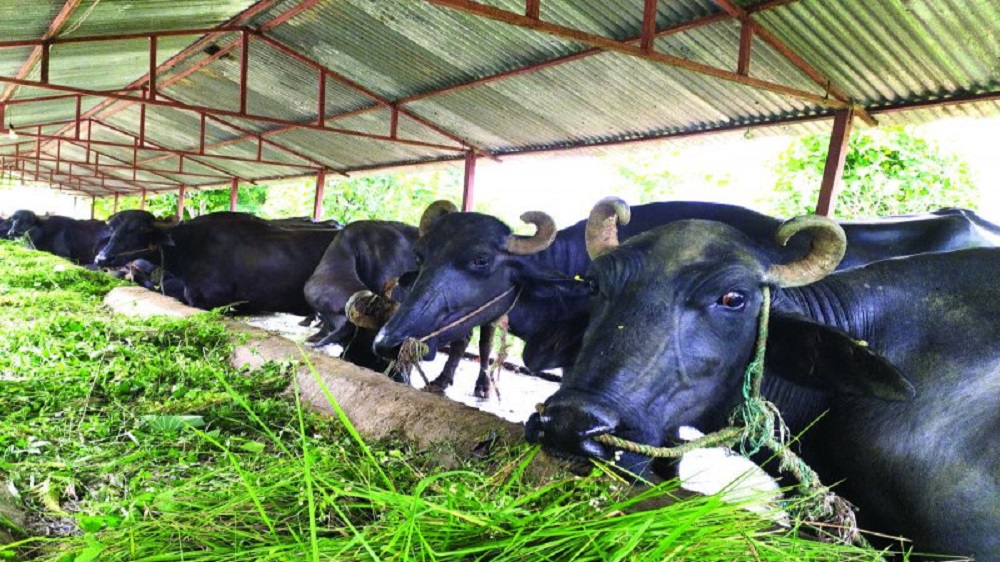 काठमाडौँमै गाई र भैँसीपालनबाट मासिक १० लाख आम्दानी