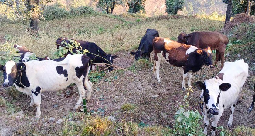 शुद्ध नस्लका गाई किसानलाई वितरण