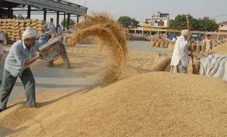 धानको उत्पादन वृद्धि भए पनि ४ लाख ८० हजार मेट्रिक टन चामल कमी हुने