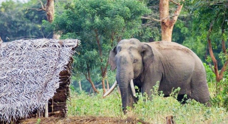 झापामा १० वर्षमा हात्तीको आक्रमणबाट ५६ जनाको मृत्यु