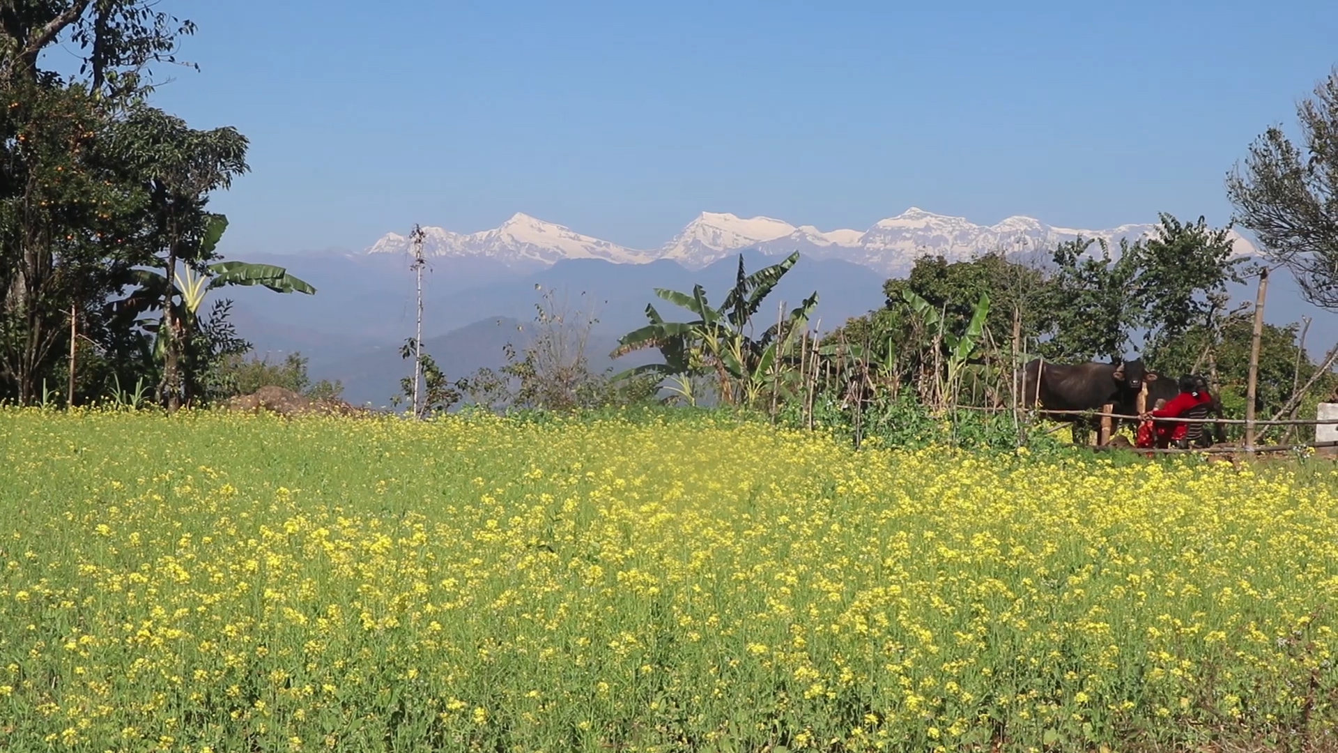 तोरी खेतीमा कृषकको आर्कषण घट्दै