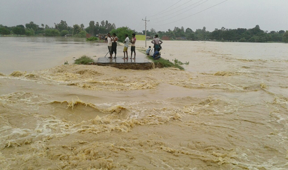 झापाको माइखोलामा बाढी आउँदा ५० बिघा मकैबाली नष्ट