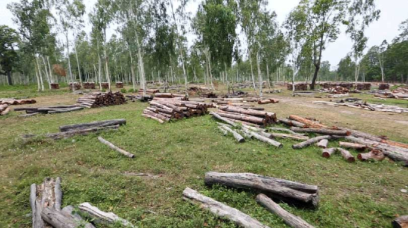 सङ्खुवासभामा विद्युत् विस्तारका लागि १४ हजार रूख काटियो