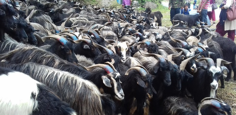 तिहारका लागि मुस्ताङबाट चार हजार भेडाच्याङ्ग्रा बिक्री, परीक्षणपछि बजार पठाइयो