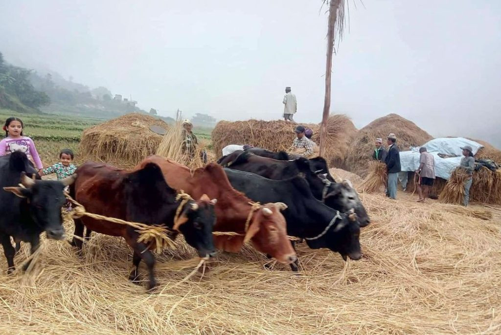 पोखरामा आजदेखि दाइँ महोत्सव