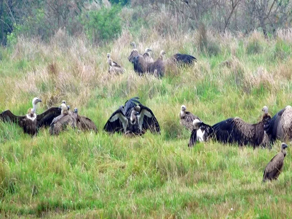 ‘गिद्धका संख्यामा कमी आउँदा हैजाका बिरामी बढे’