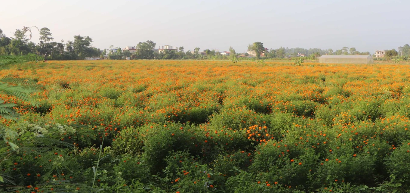 केराखेती मासेर फूलखेती