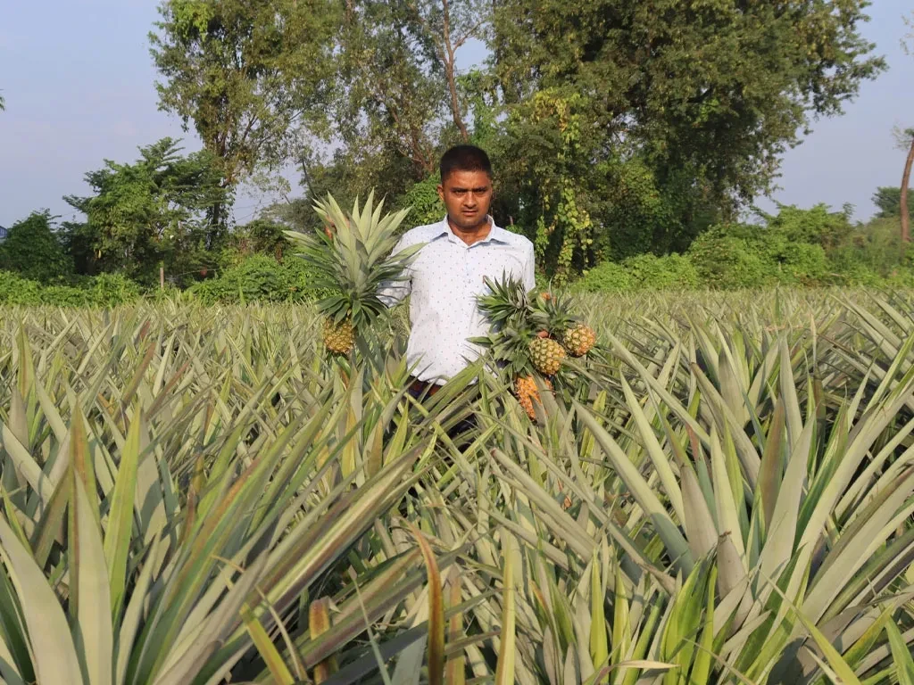 भुइँकटहर खेतीबाट वार्षिक १५ लाख रुपैयाँसम्म आम्दानी गर्दै विष्ट