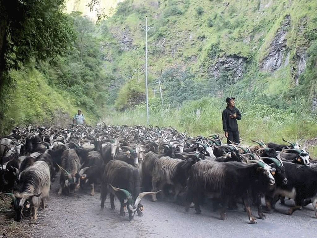 यसवर्ष च्याङग्राको मूल्य घट्यो