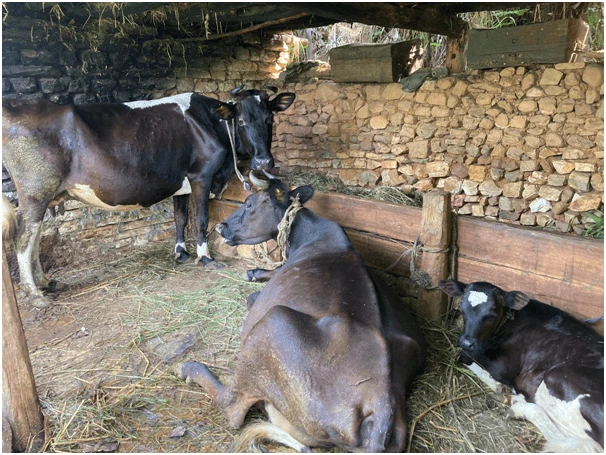 गाई पालन प्रवर्द्धन गर्न कृषकलाई अनुदान