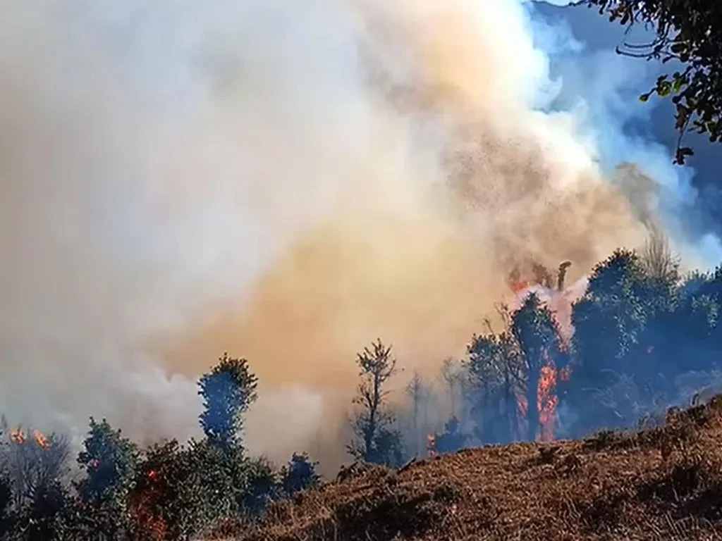 सामुदायिक वनमा लागेको आगो निभाउन कठिन, जोखिममा भेडीगोठ