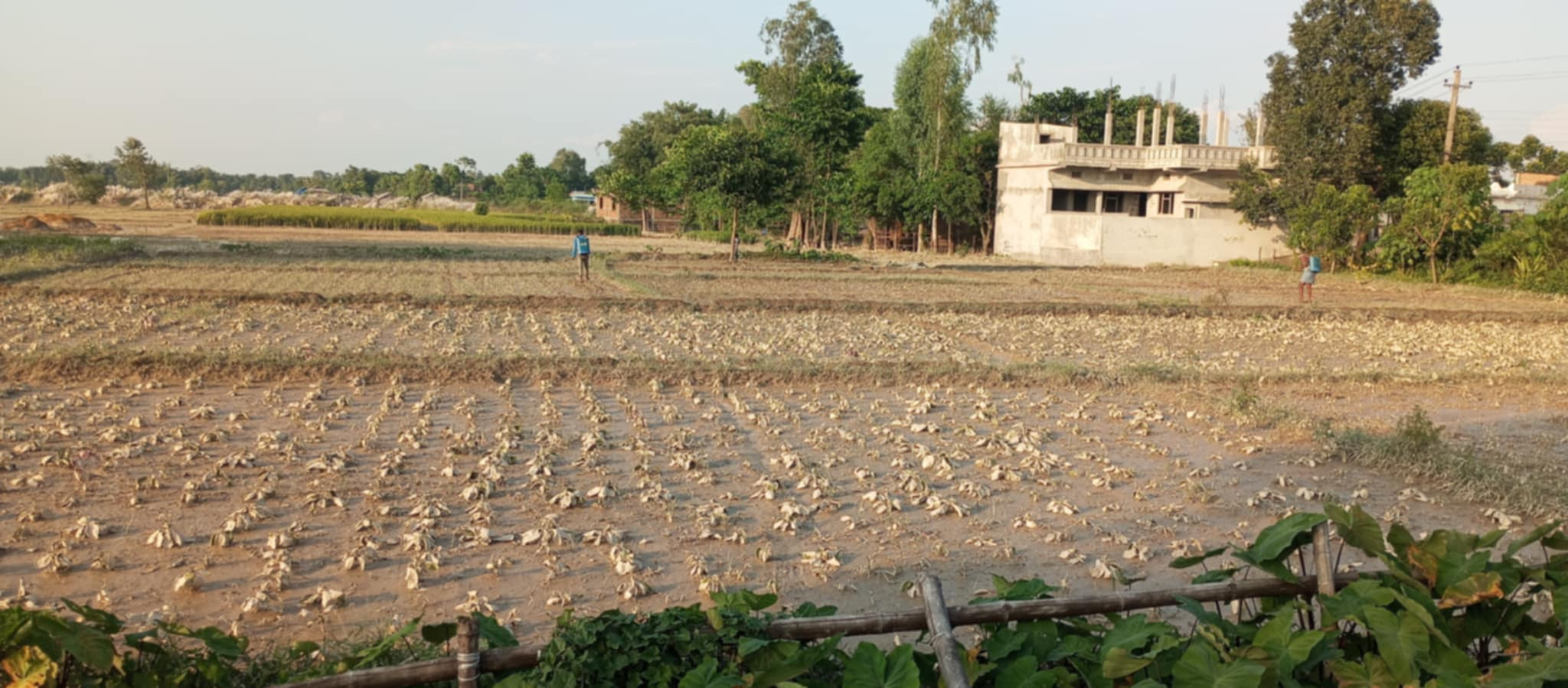 बाढीले दुई करोडको तरकारी बाली क्षति