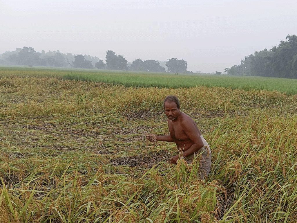 सुनसरीमा किसान भन्छन् : ‘यसपटकको दसैँ दशा भएर आयो’