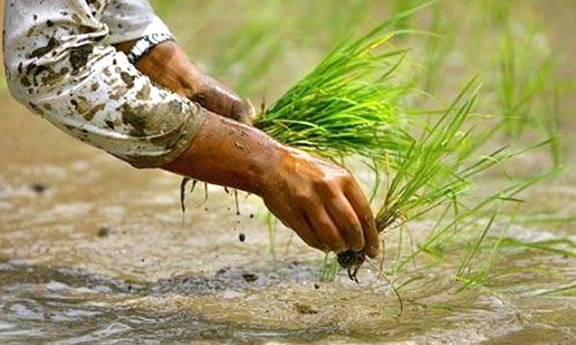 लमजुङमा श्रमदानबाट रोपाइँ