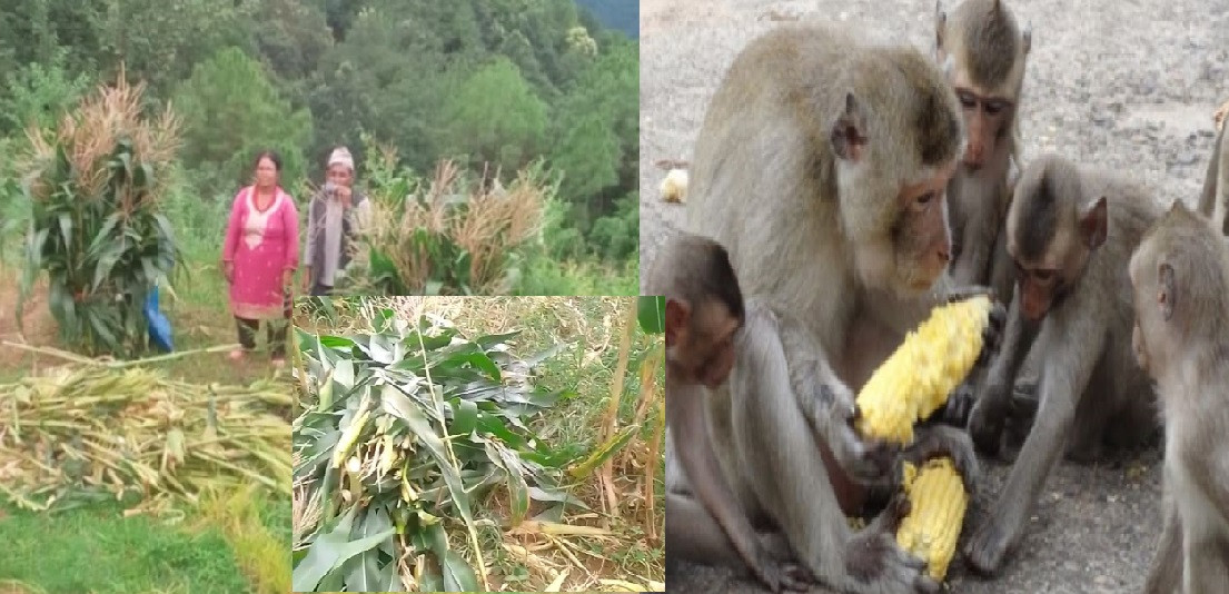 वैतेश्वरमा बाँदर आतंक : बारीको मकै र पस्केको भात पनि छोडेन